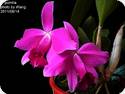 Laelia pumila